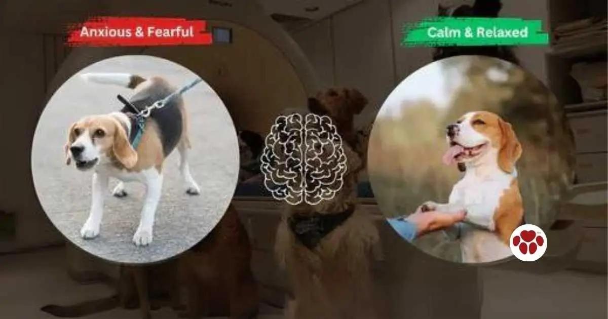 dog behavior improvement before after